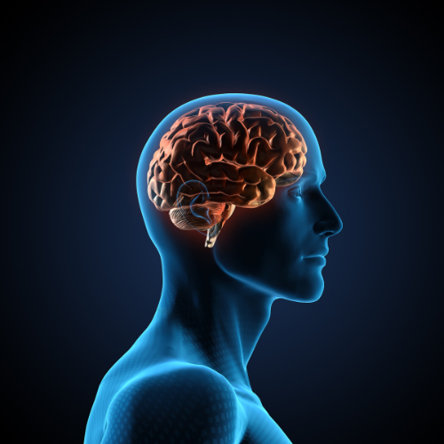 Créatine et cerveau : des bénéfices cognitifs insoupçonnés ?